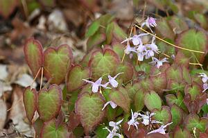 015 2023-05048709 Tower Hill Botanic Garden, MA